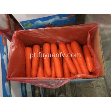 Cenoura fresca nutritiva tamanho grande